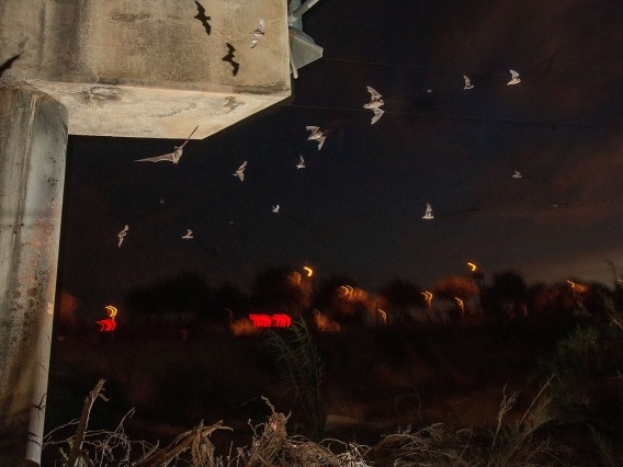 Mexican free-tailed bats exiting from their roost under a bridge