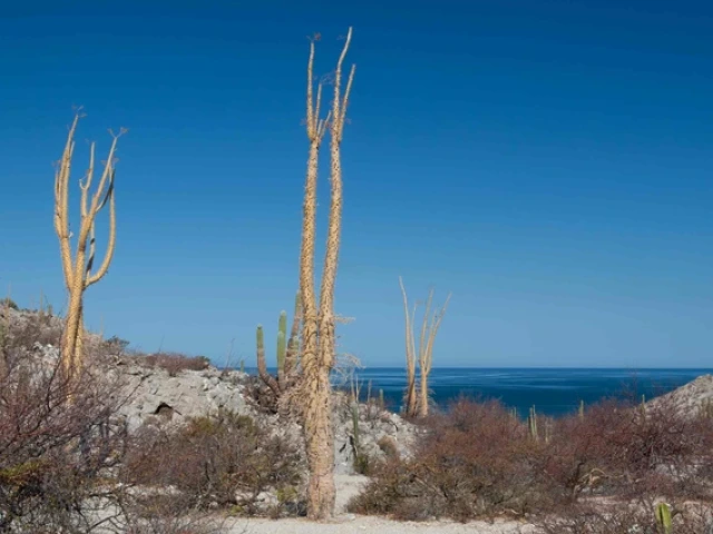 Boojum trees grow in a desert landscape, with the blue waters of the Gulf of California in the background. 