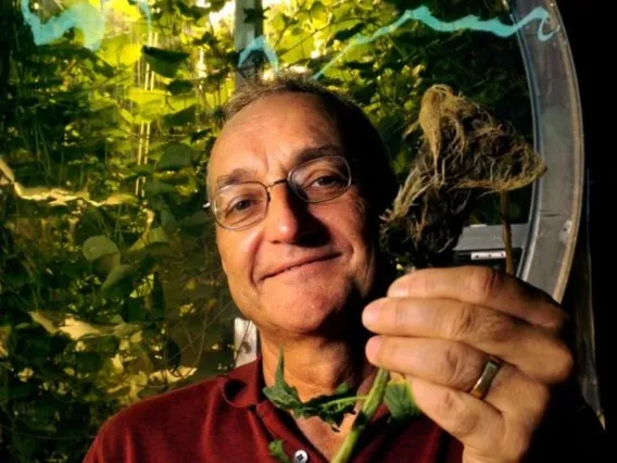 Gene Giacomelli harvests food fit for Mars at the UA's Controlled Environment Agriculture Center.(Photo: Norma Jean Gargasz/UANews)