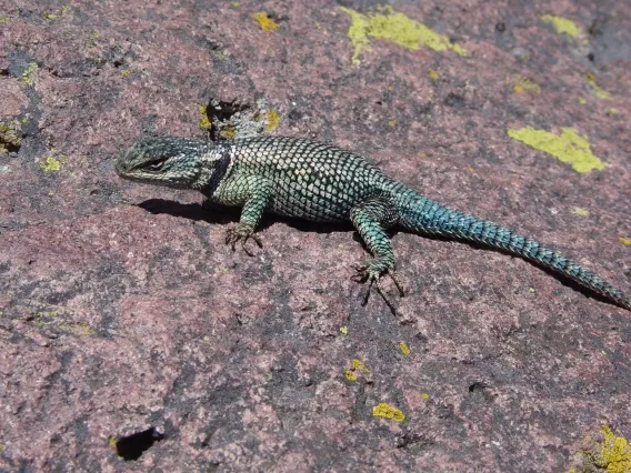 The Yarrow&#039;s spiny lizard
